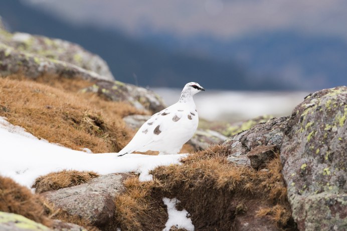 Белая куропатка Омск