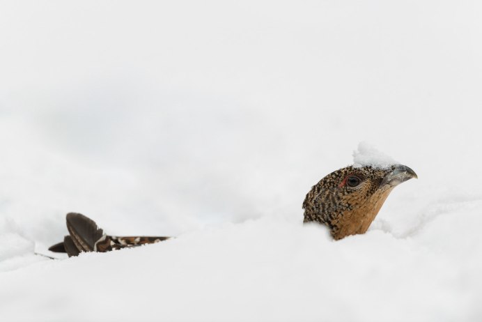 Белая куропатка(Среднерусская белая).