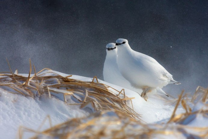 Белохвостая куропатка