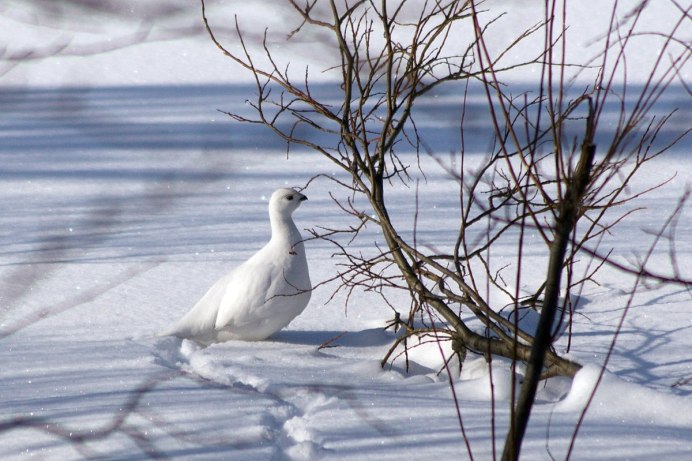 Белый Тундровый рябчик птица