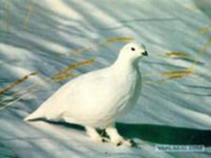 "Финал фотоконкурса серая куропатка"