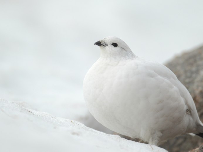 Белая куропатка летом и зимой