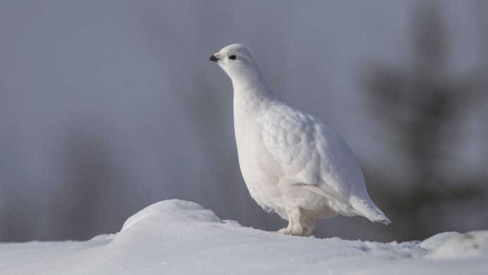 Рябчик зимой