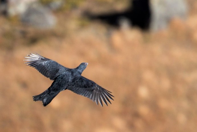 Тетерев взлетает