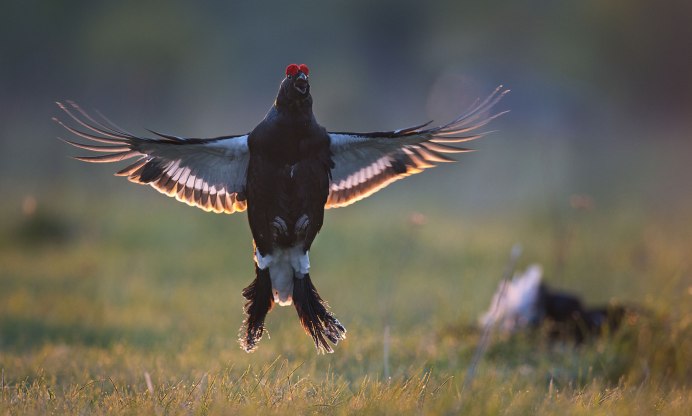 Чёрный Аист,куропатка,Глухарь,орёл