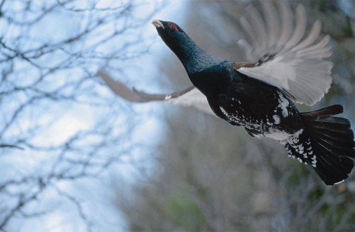 Глухарь в Якутии