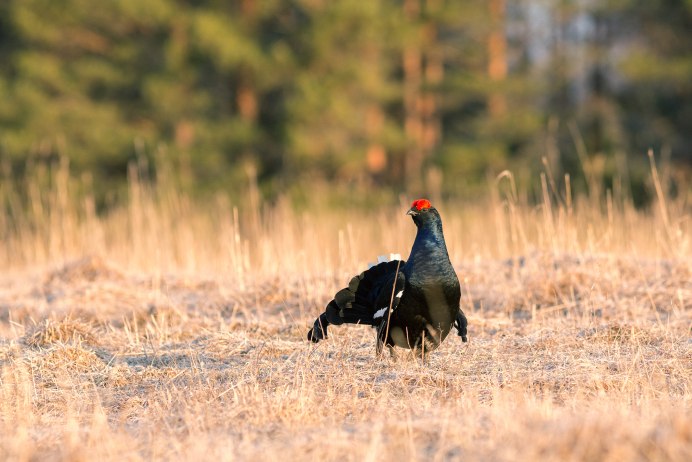 Тетерев-Косач питается