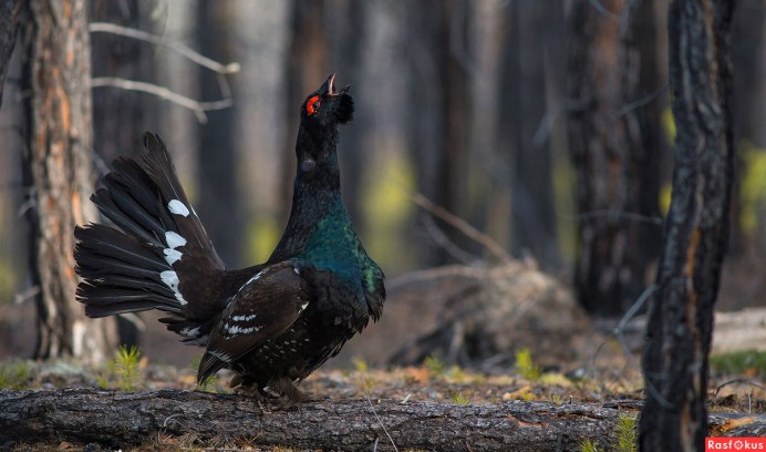 Тетерев самка в полете