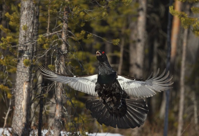 Глухарь ХМАО