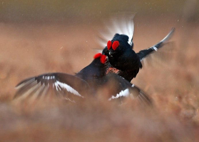 Косачи в полёте