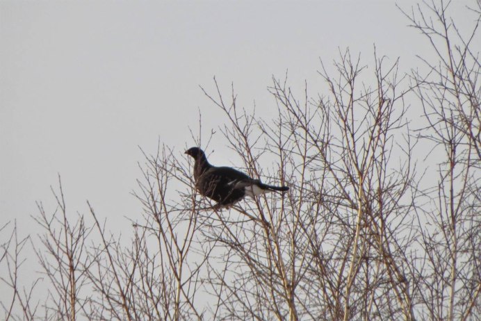 Птица похожая на глухаря