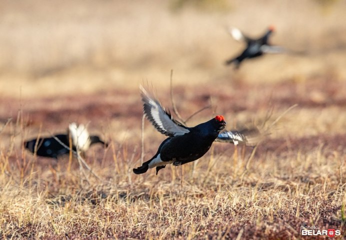 Самка глухаря в полете