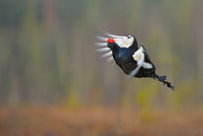 Тетерев летает