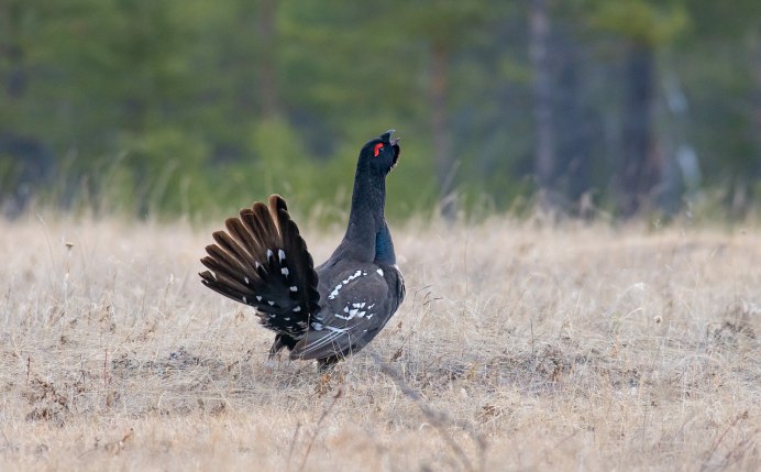 Глория Глухарь