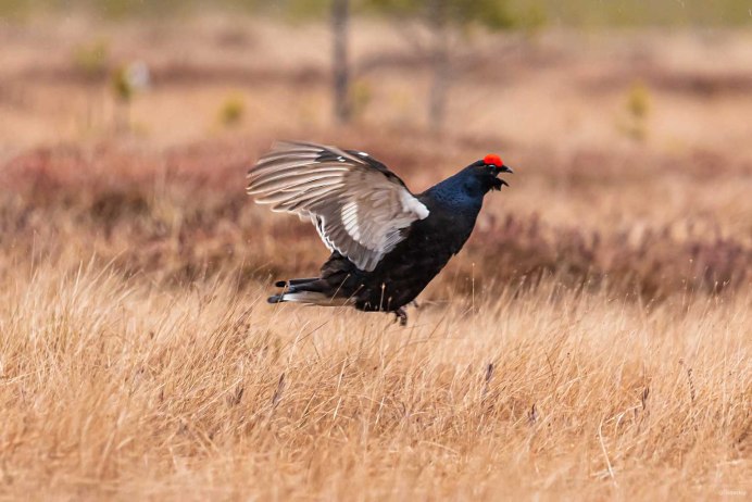 Тетерев летает