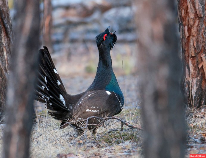 Тетеревиный ток