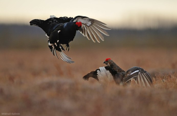 Тетерев на закате