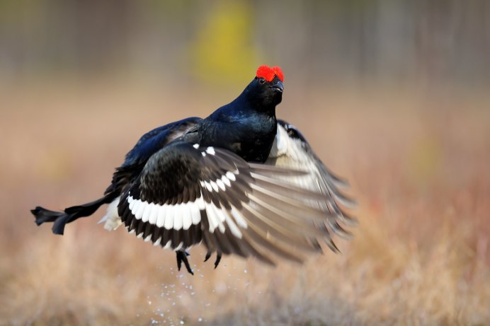 Сибирский тетерев Косач