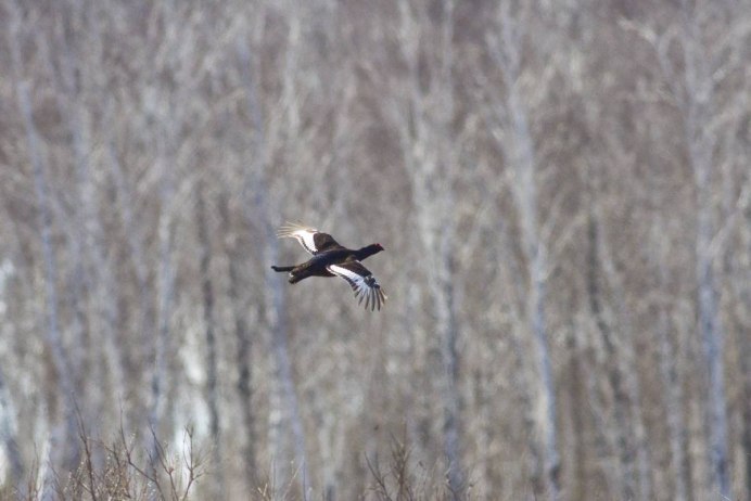 Наблюдение за тетеревом