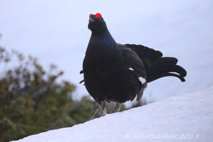 Фазан охотничий обыкновенный взлетающий