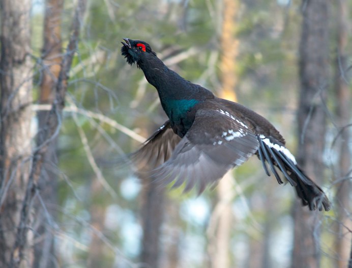 Глухарь птица самка