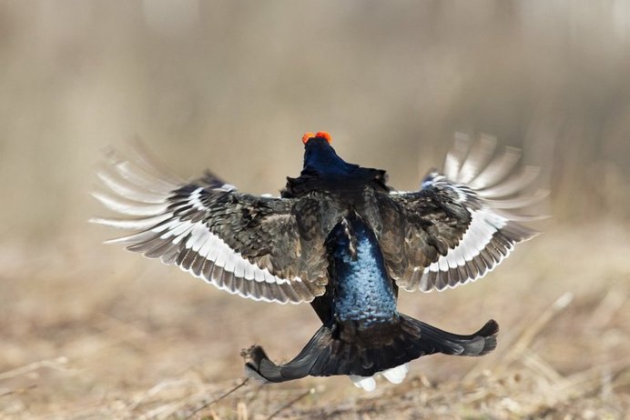 Тетерев-Косач взлет