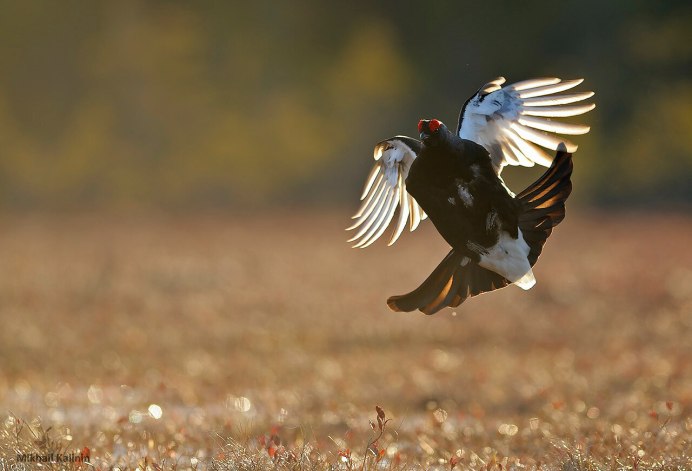 Тетерев птица