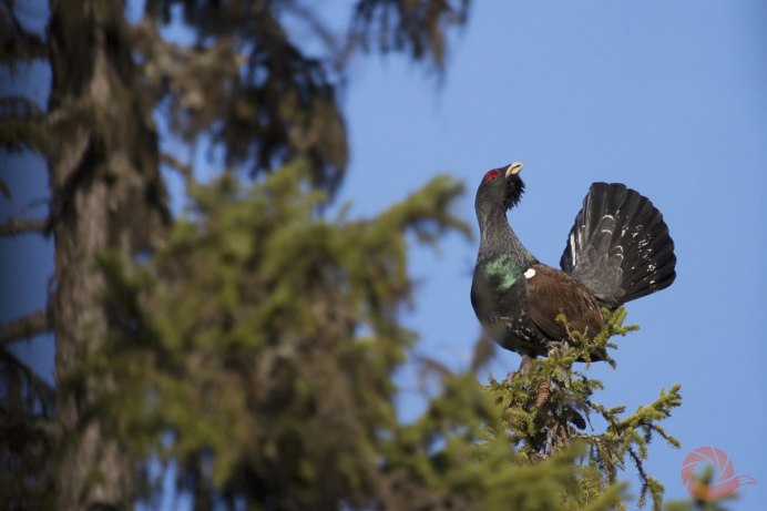 Глухарь летает