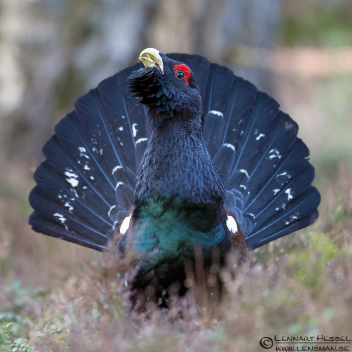 Глухарь Ленинградской области