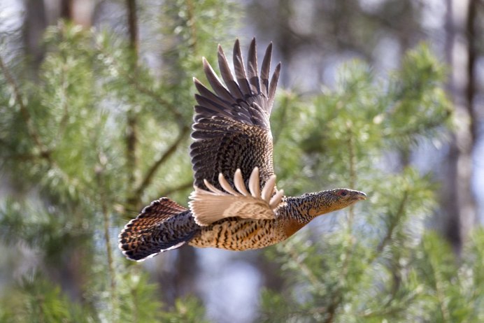 Дальневосточный Глухарь