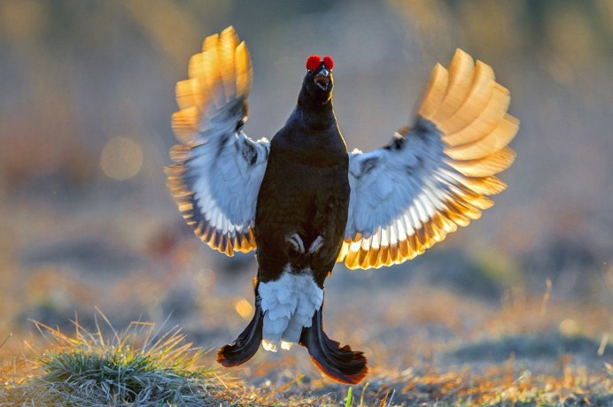 Чернобрюхий Глухарь Tetrao urogallus Major