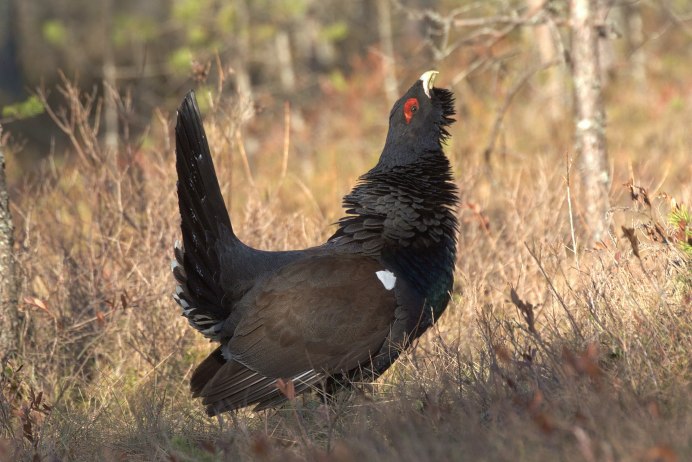 Western Capercaillie