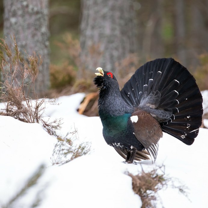 Тетерев Глухарь Косач