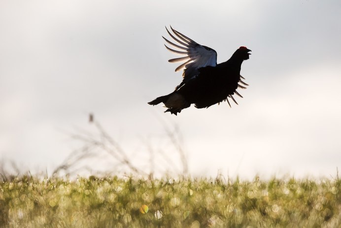 Малый Степной тетерев