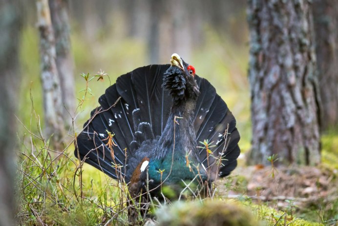 Альпийские тетерева