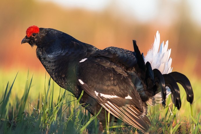 Глухарь и самка глухаря
