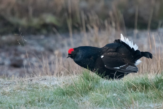 Птицы Тюменской области фрто в полёте