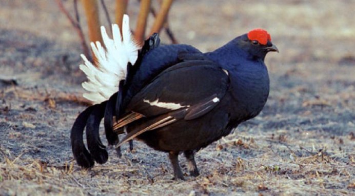 Глухарь (Tetrao urogallus)