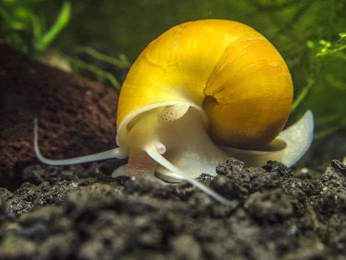 Phylum Mollusca