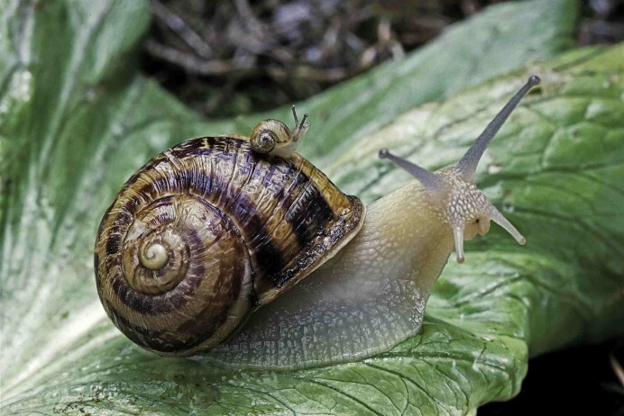 Ramshorn Snail улитка катушка