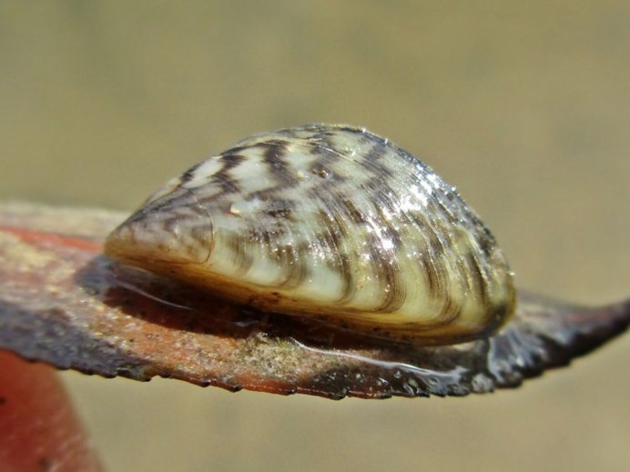 Assassin Snails (Clea Helena)