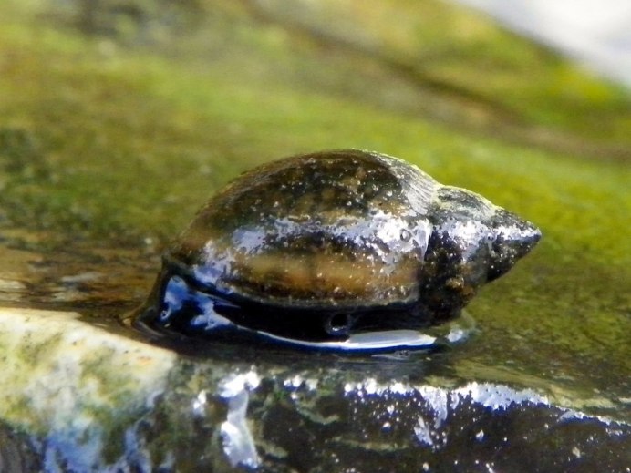 Ramshorn Snail улитка катушка