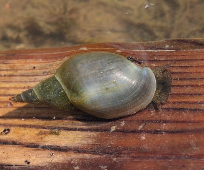 Обыкновенный прудовик (Lymnaea stagnalis)
