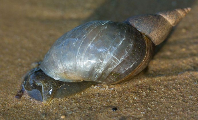 Обыкновенный прудовик (Lymnaea stagnalis)