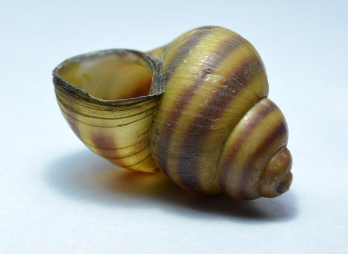 Литторина маньчжурская