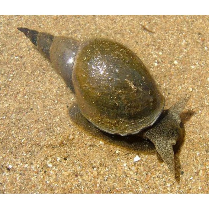 Катушка Роговая - Planorbarius corneus