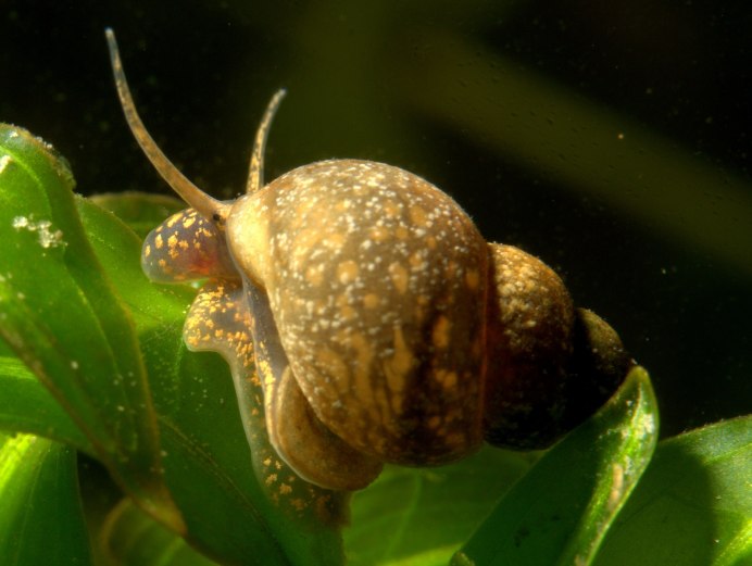ЖИВОРОДКА Речная viviparus viviparus