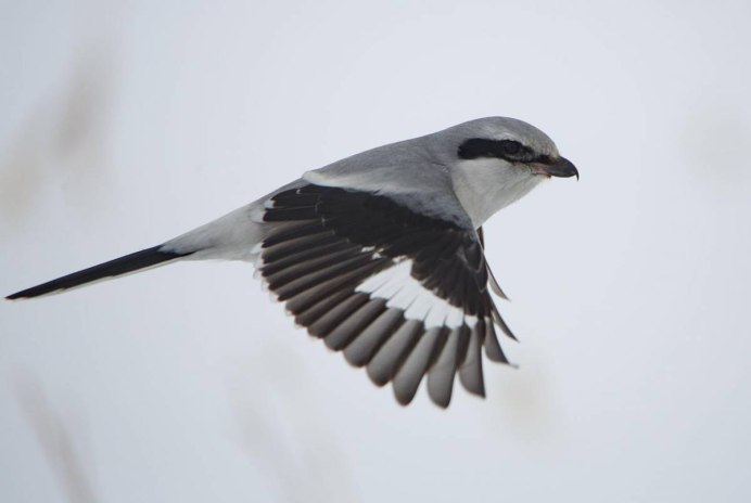 Птичка с белой головой