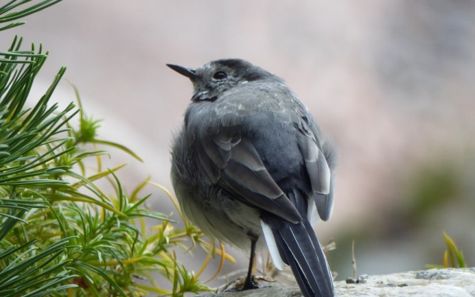 Серая птичка