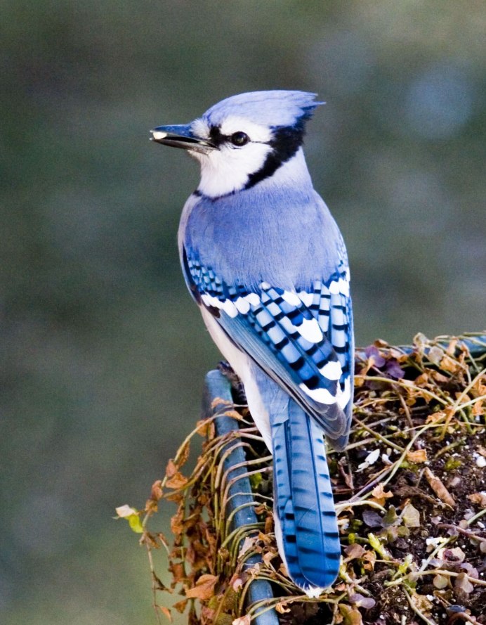 Маленькая серая птичка с длинным тонким клювом